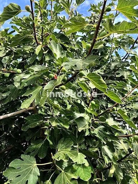 Jardín de Finca rústica en venta en Polop con Jardín privado