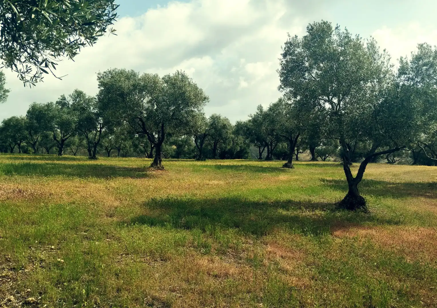 Finca rústica en venta en La Palma del Condado con Jardín privado, Terraza y Trastero