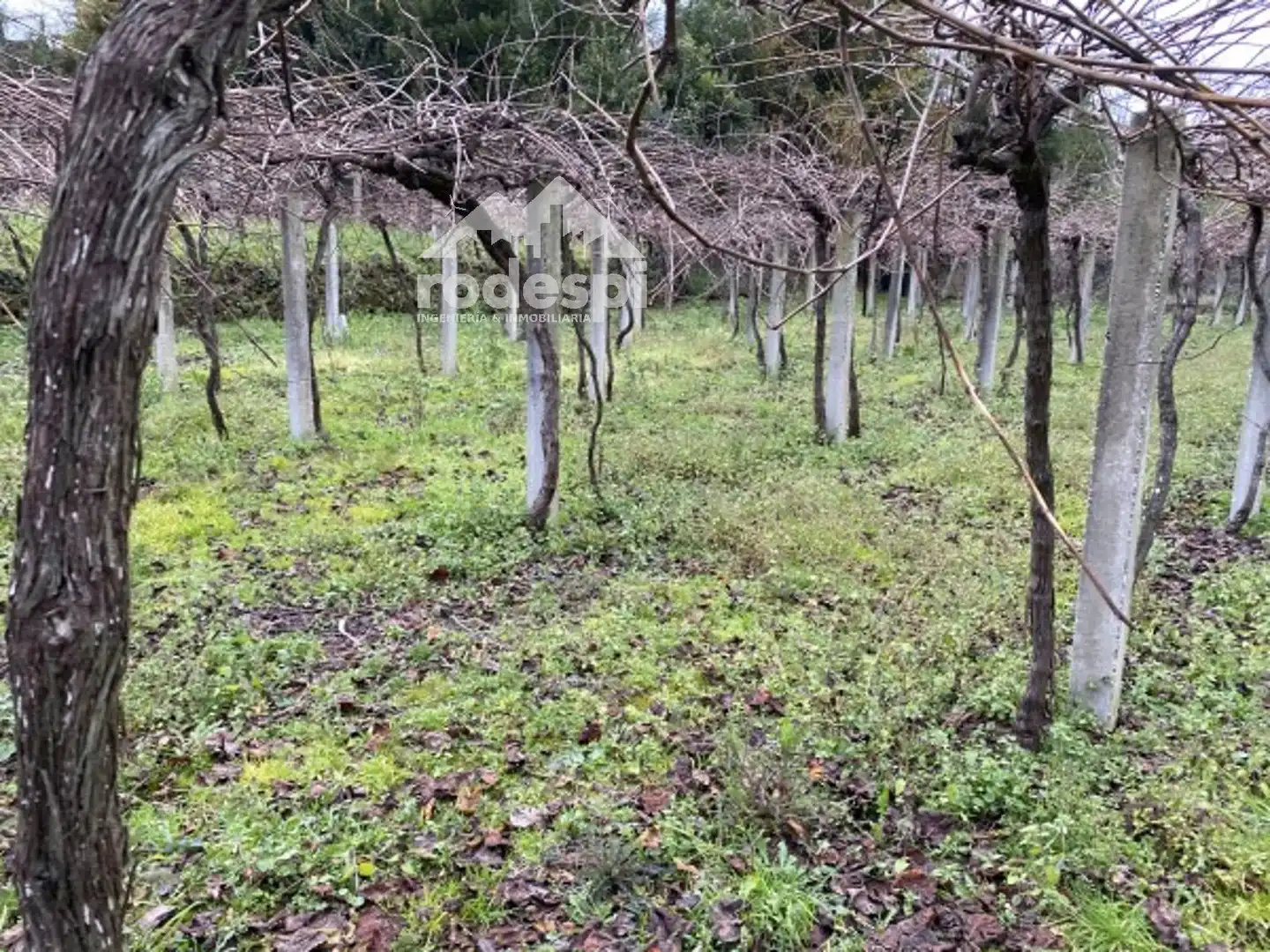Terreny rústic en venda a A Cañiza, imagen 8