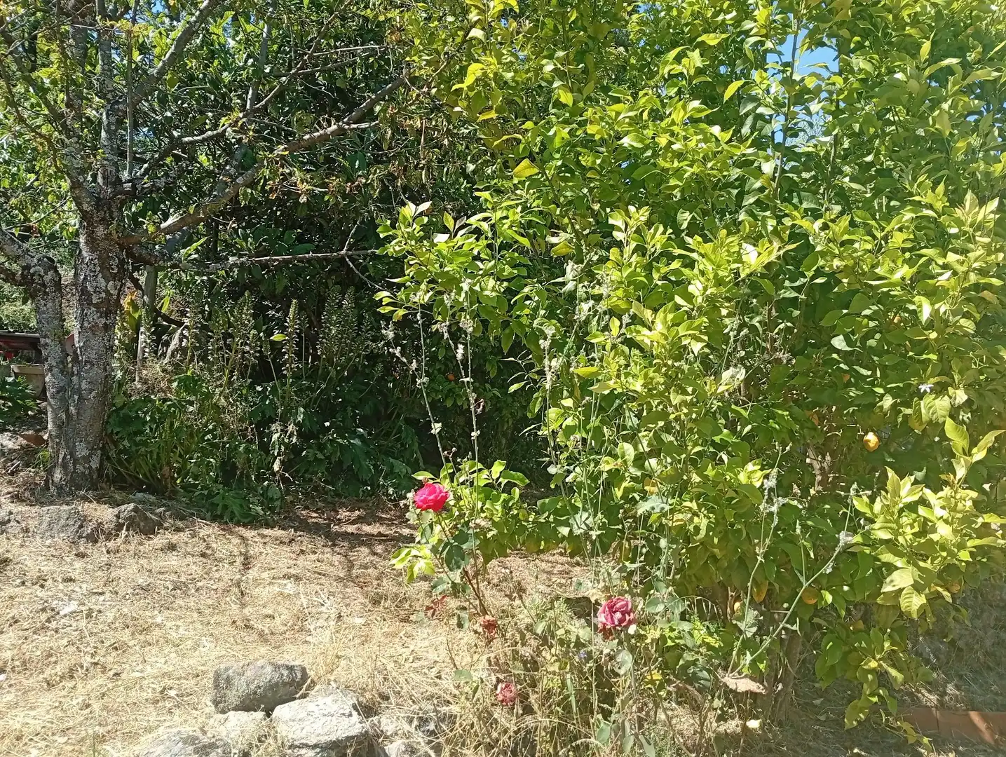 Terreni e lotti in vendita a Villanueva de la Vera, imagen 19