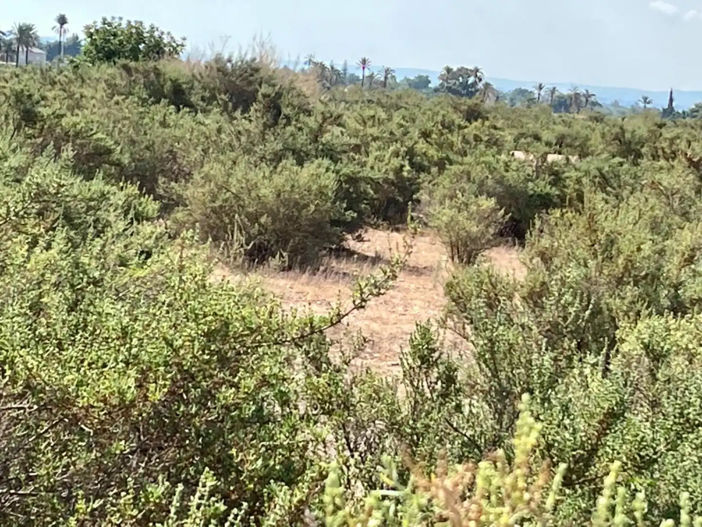 Residencial en venta en Elche de la Sierra