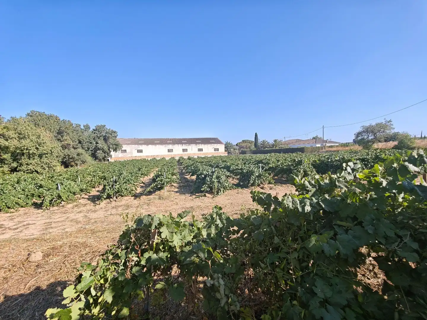 Casa o xalet en venda en Pacs del Penedès amb Calefacció, Terrassa i Traster