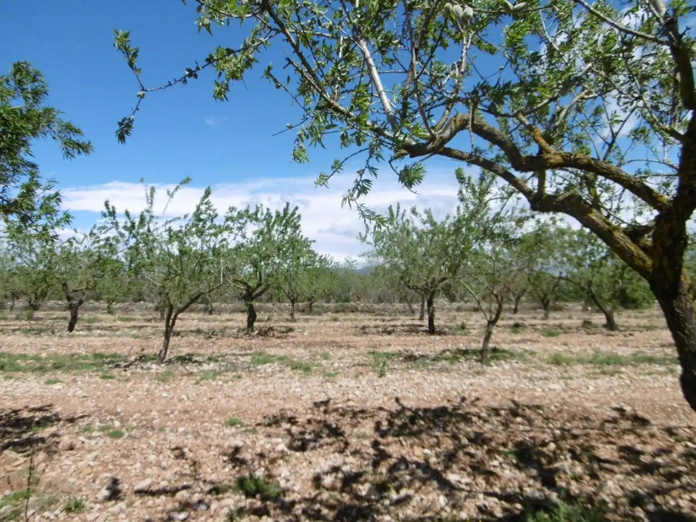 Terreno en venta en PARCELA, Benlloc
