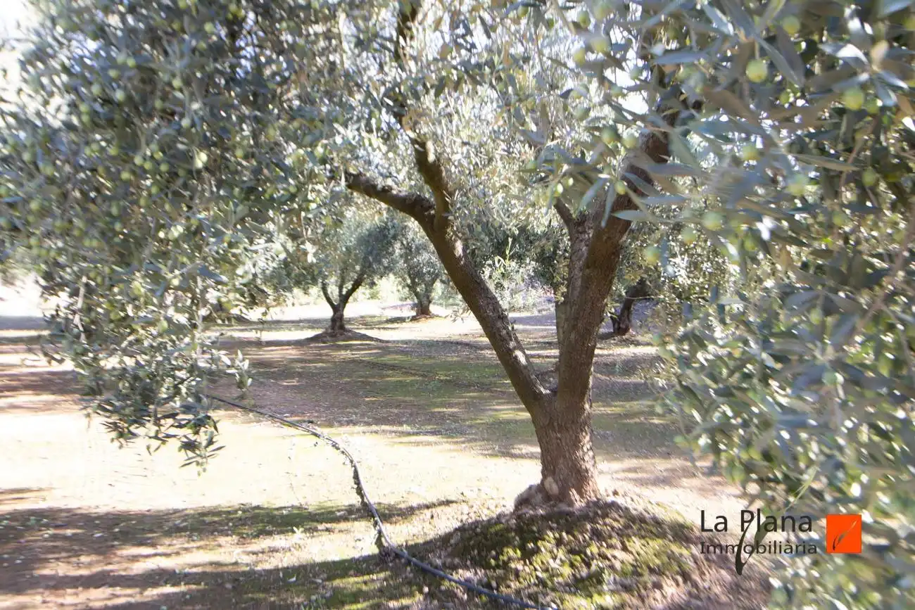 Terreno rustico in vendita a Santa Bàrbara, imagen 7