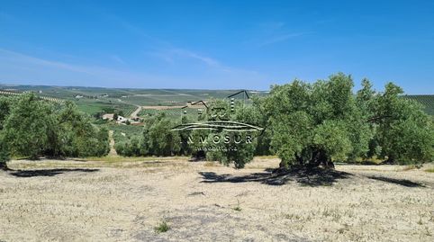 Finca de olivar en zona la Alcantarilla, imatge 5