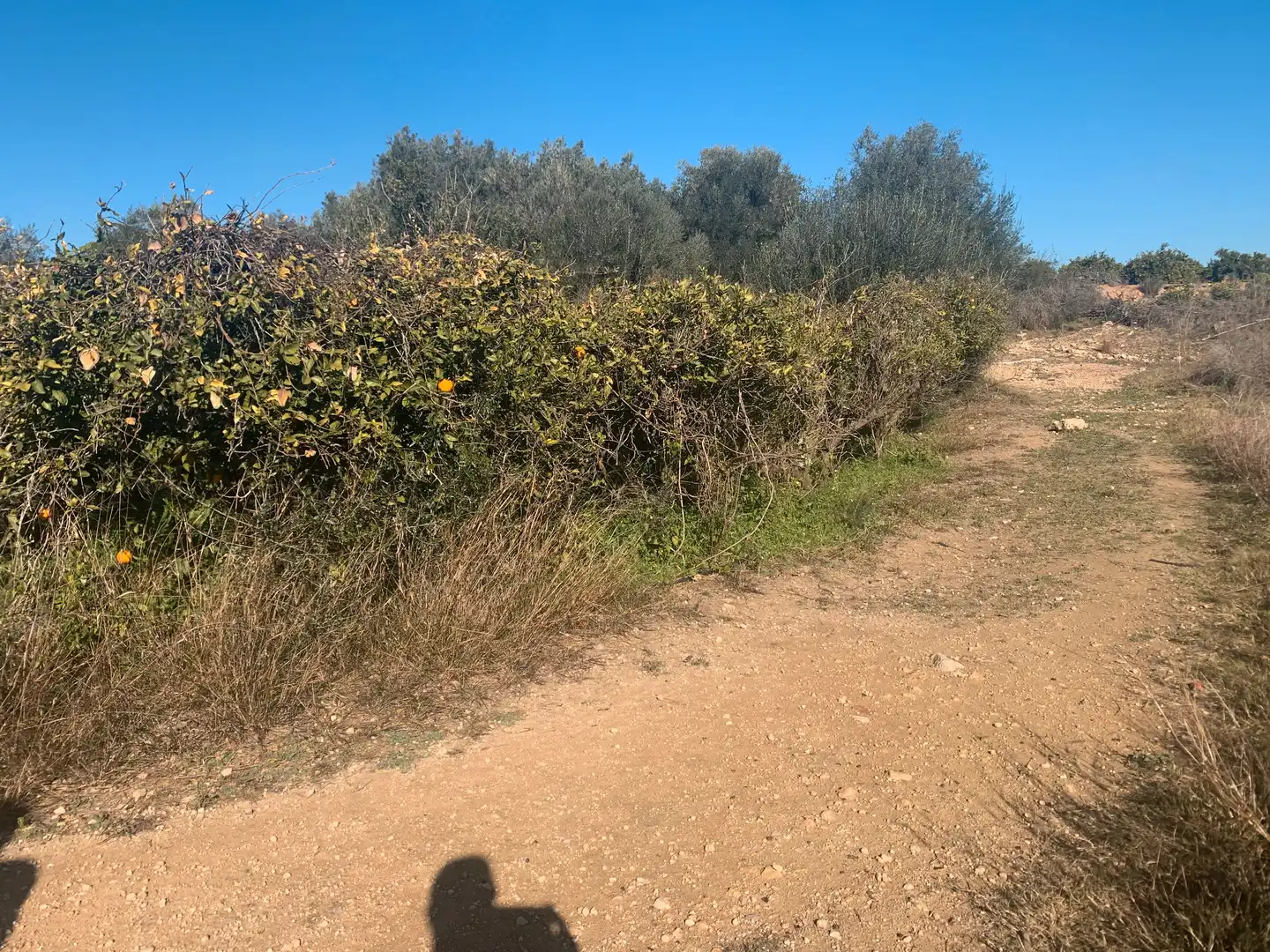 Land for sale in Picassent