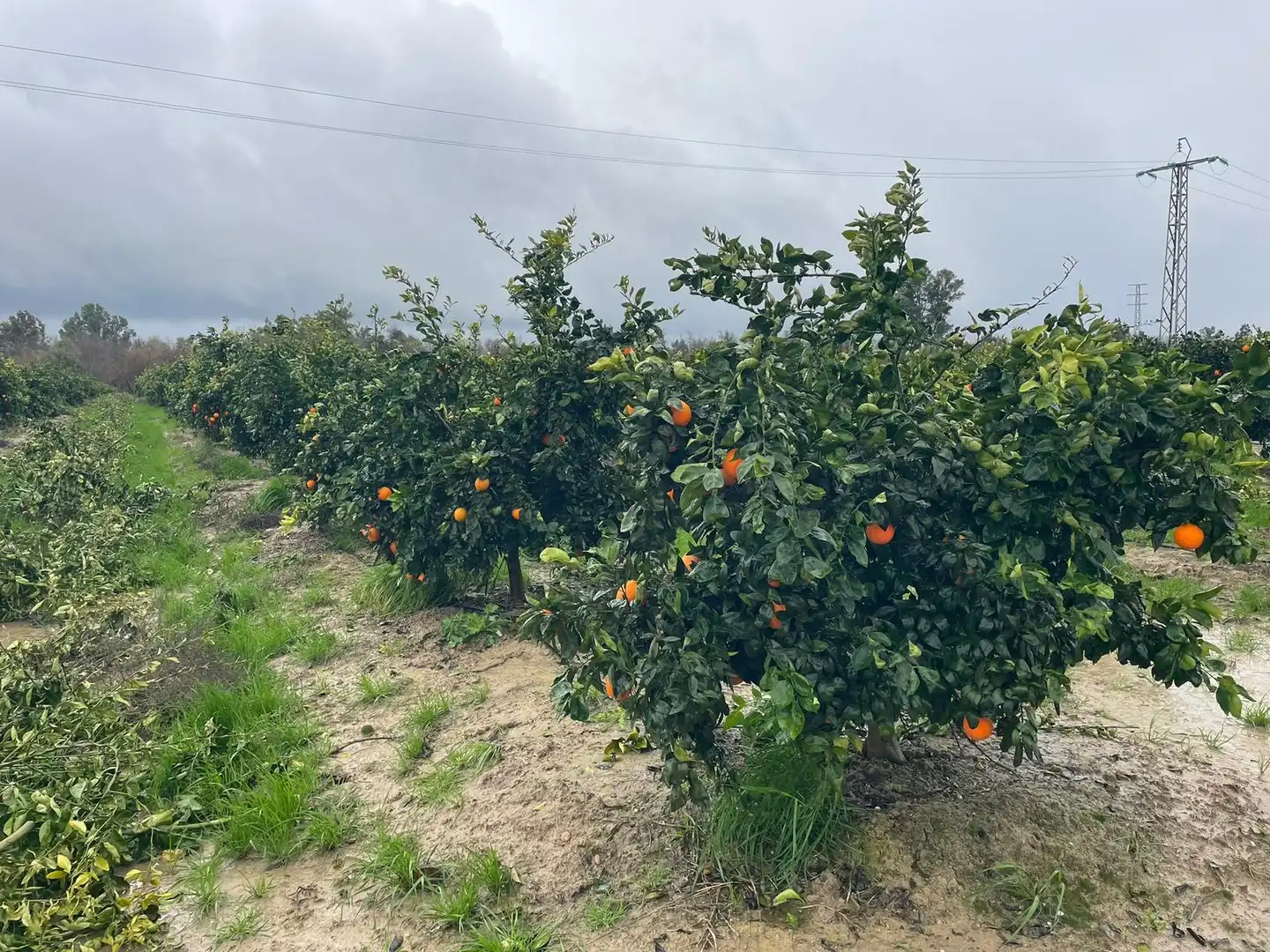 Terreny rústic en venda a Almodóvar del Río, imagen 8
