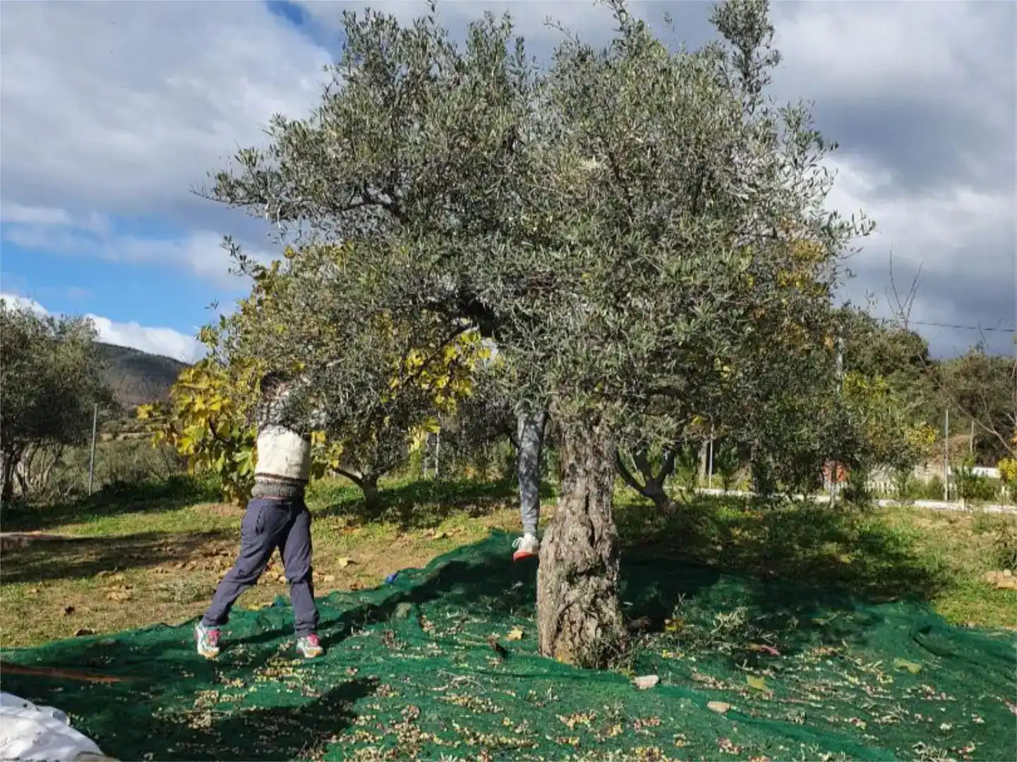 Garten von Wohnung zum Verkauf in Casas de Millán mit Schwimmbad