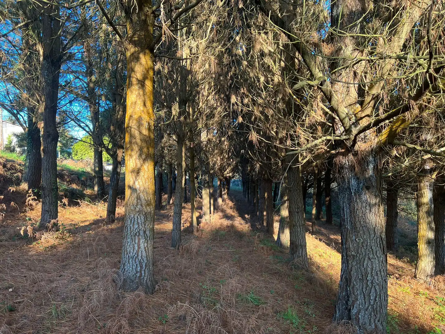 Terrenys i solars en venda a Sedes - Pedroso - Doso, imagen 7