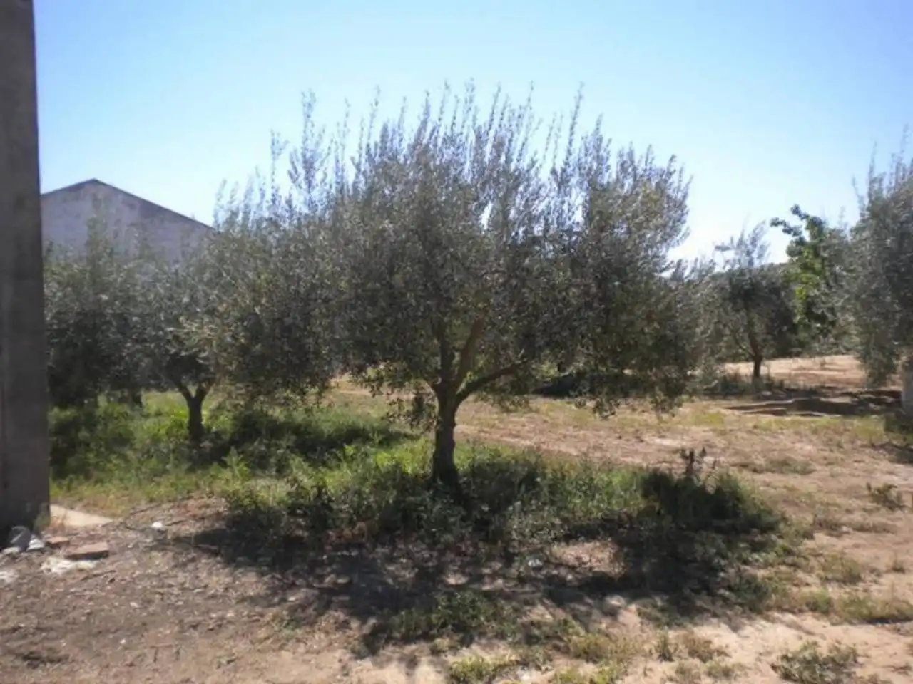 Land for sale in Rena