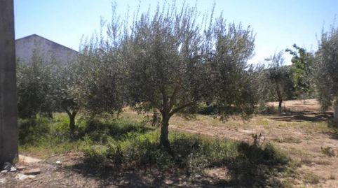 finca en venta, immagine 2