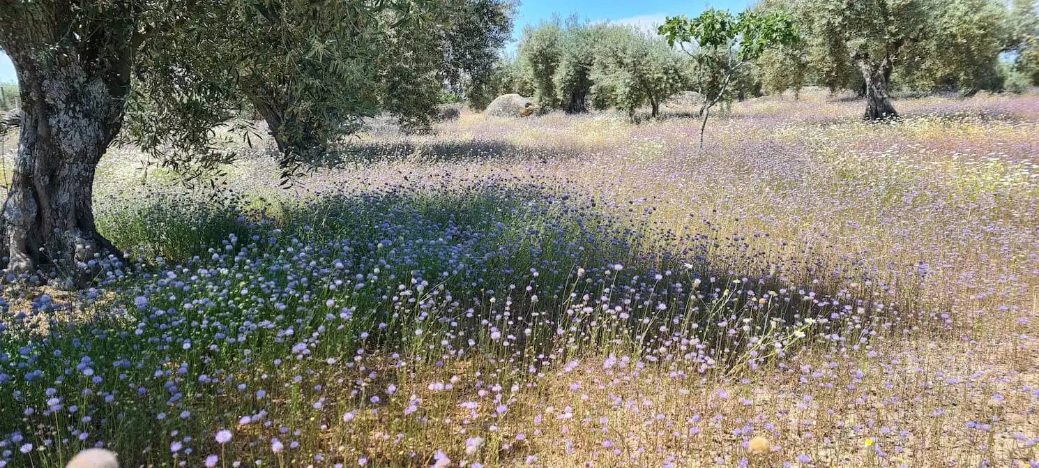 Jardín de Finca rústica en venta en Montánchez con Aire acondicionado, Calefacción y Jardín privado