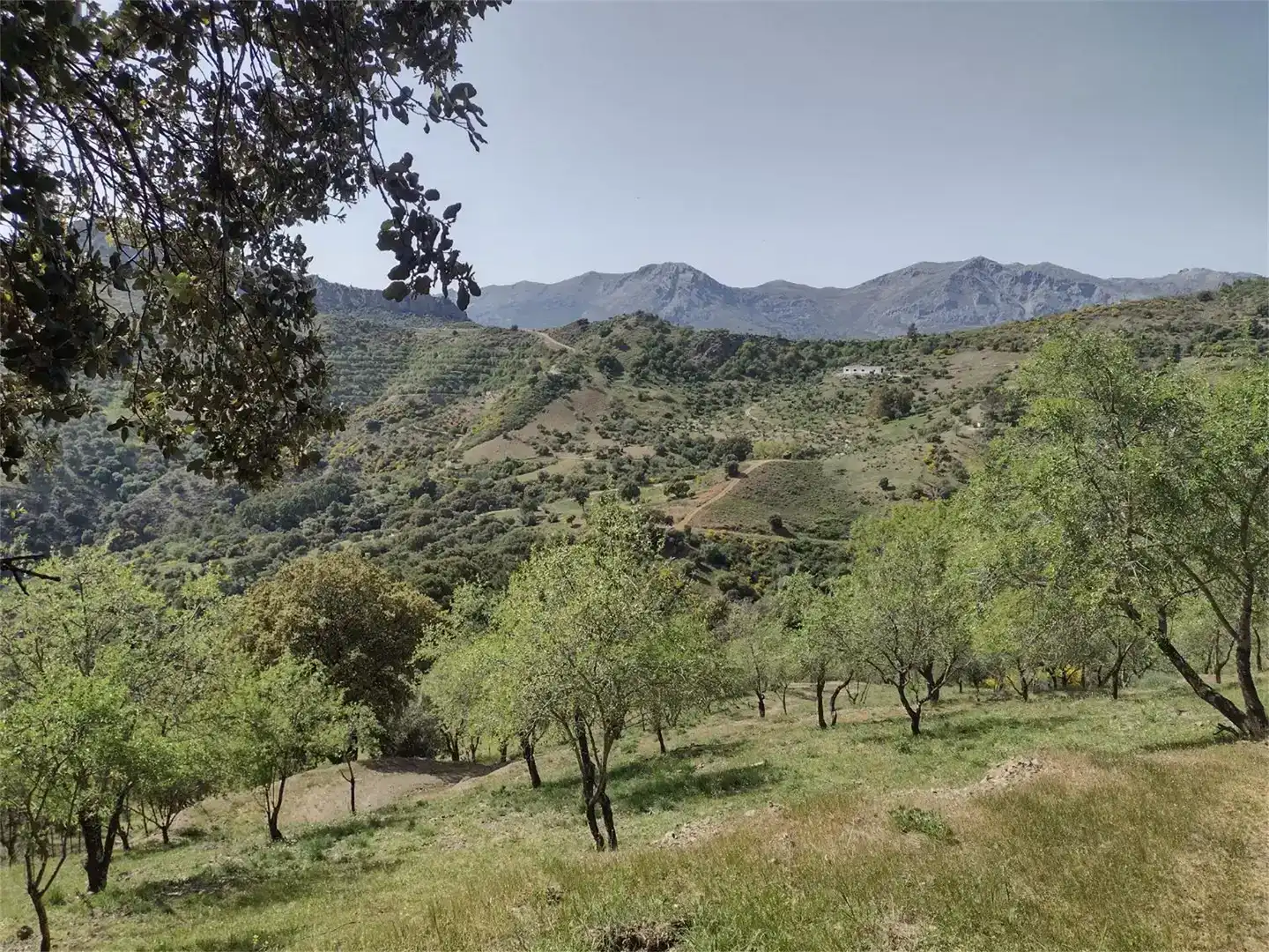 Land for sale in Benadalid
