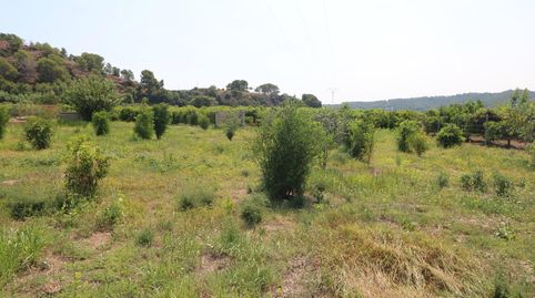 TERRENO DE 2 HANEGADAS ENTRE PETRES Y ALBALAT TARONGERS