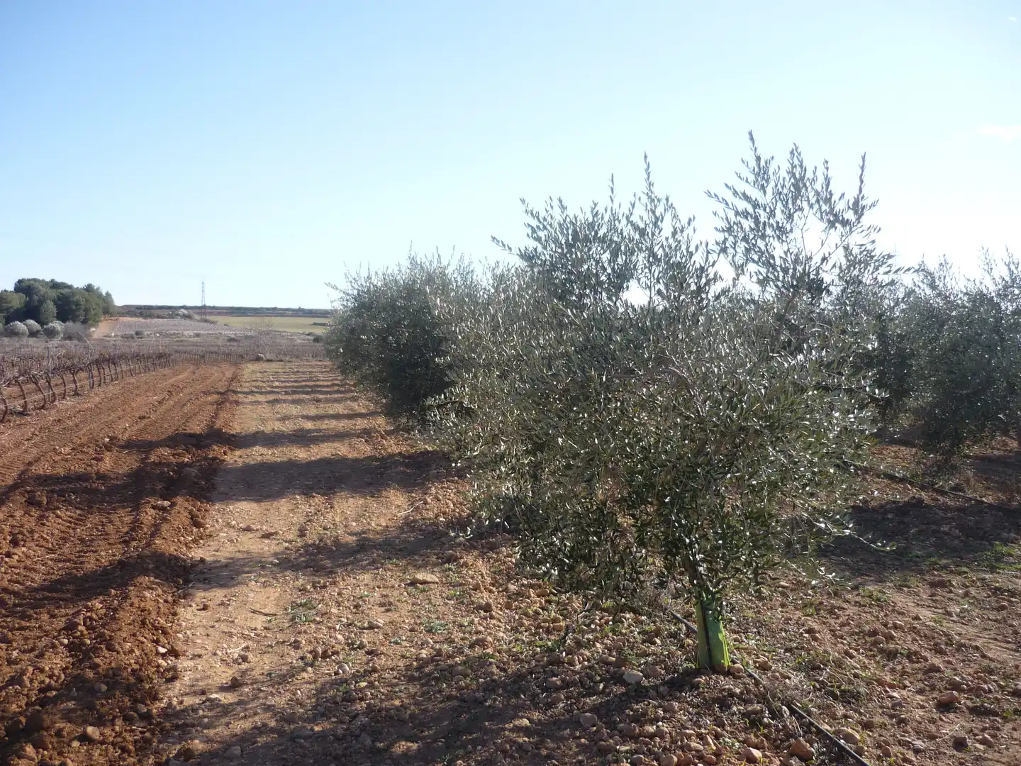 Land for sale in Vila-rodona