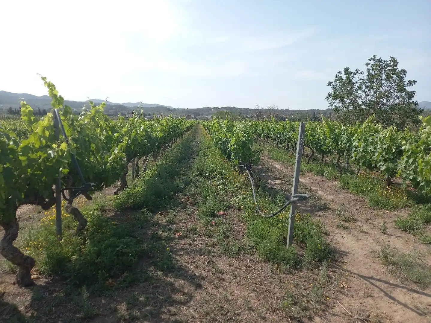 Lands and plots for sale in Ginestar, imagen 7