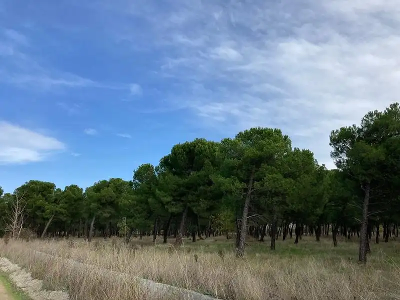 Terreno rustico in vendita a Pelabravo, imagen 2