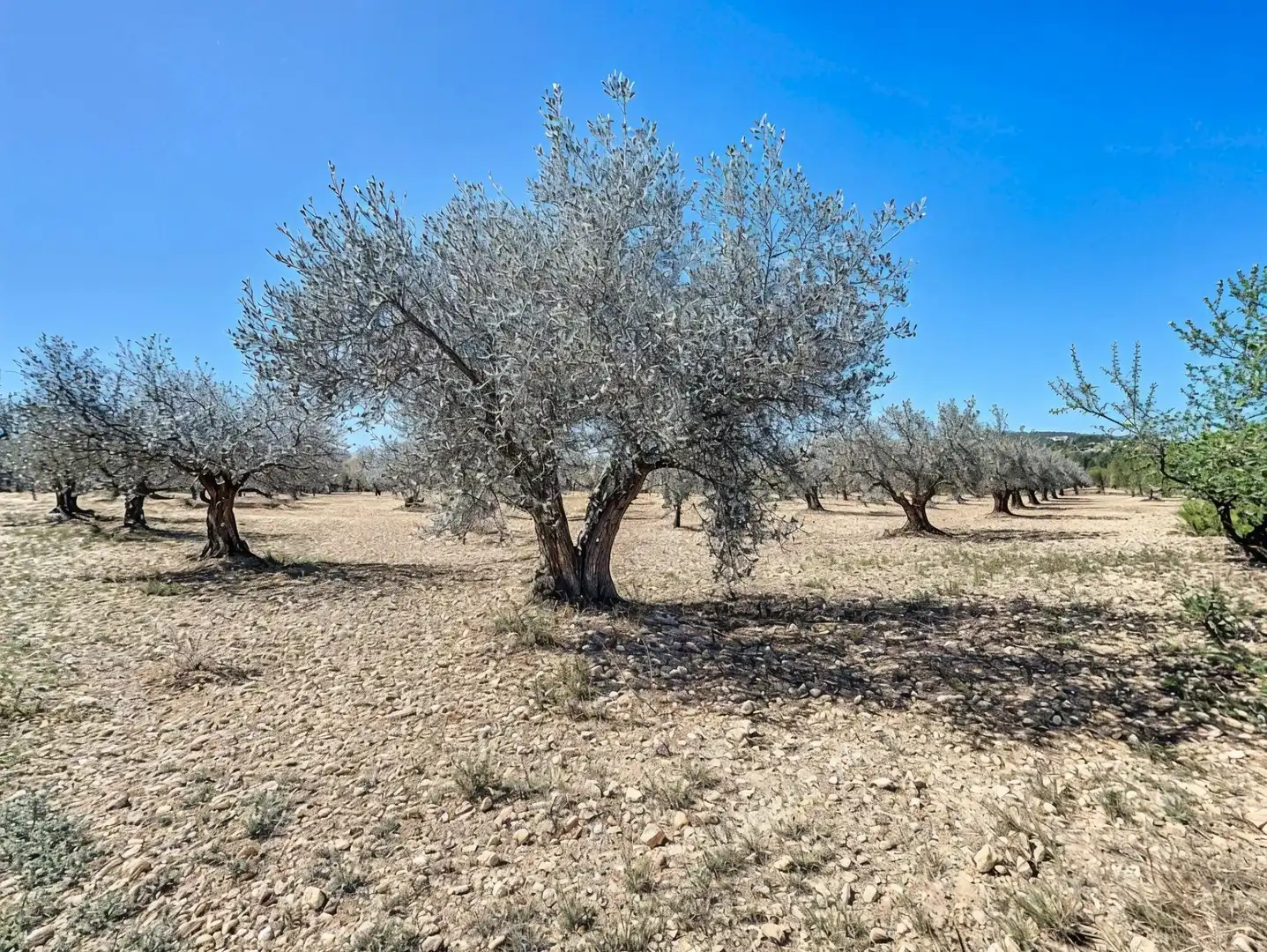 Land for sale in Castalla