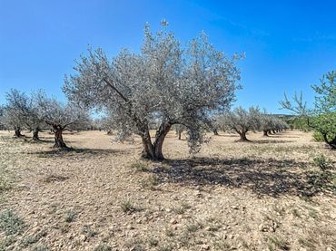 Rural land for sale in Polígono 1 Parcela 51 PILETES. CASTALLA (ALICANTE