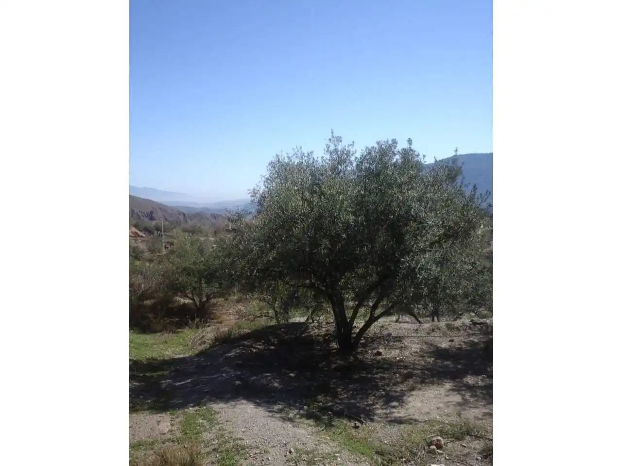 Terreno rustico in vendita a Canjáyar, imagen 3