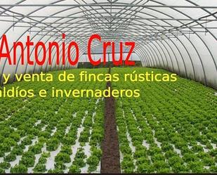 Land for sale in El Ejido