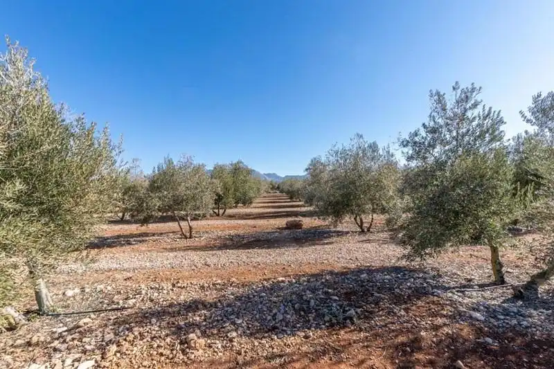 Terreni e lotti in vendita a PAGO CORTIJO DE LAS MONJAS POLIGONO 1 PARCELA 193, imagen 30