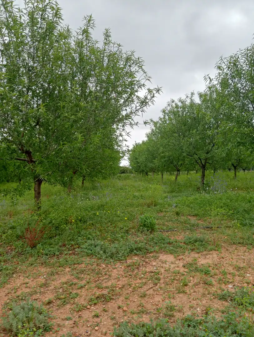 Villa con terrazza in vendita a Plaça Pla del Molí 2, imagen 11
