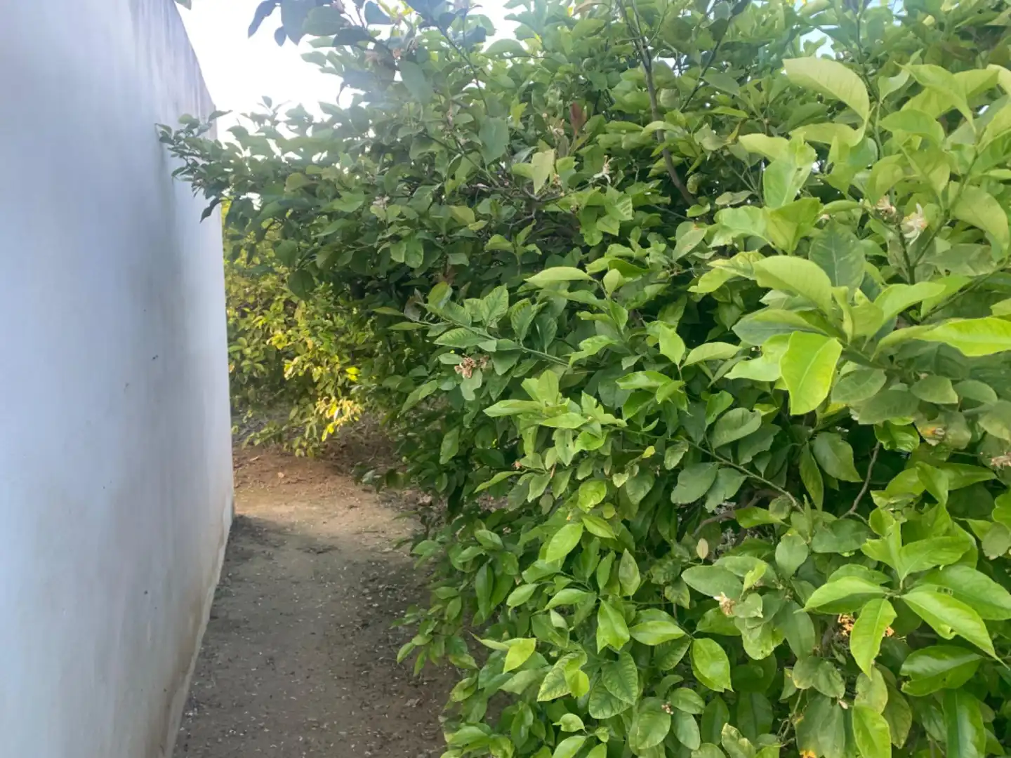 Terrenys i solars en venda a Pedanías Este, imagen 5