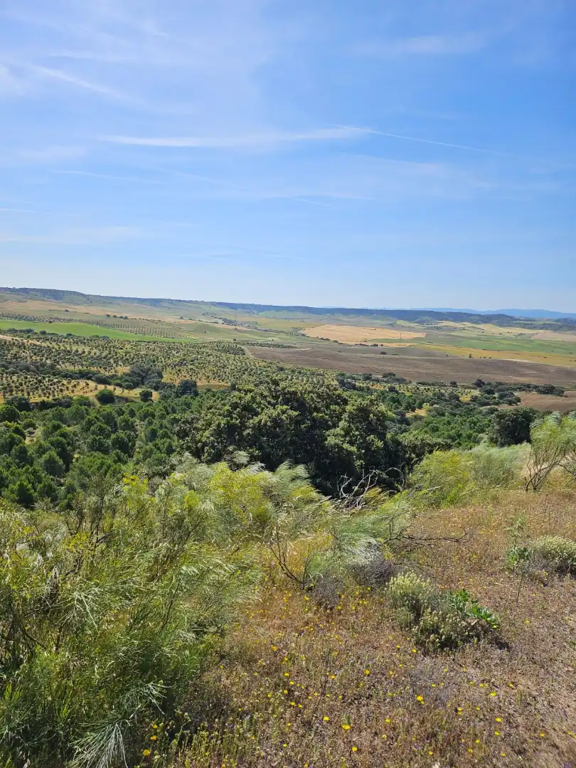 Terreno rustico in vendita a Las Herencias, imagen 6