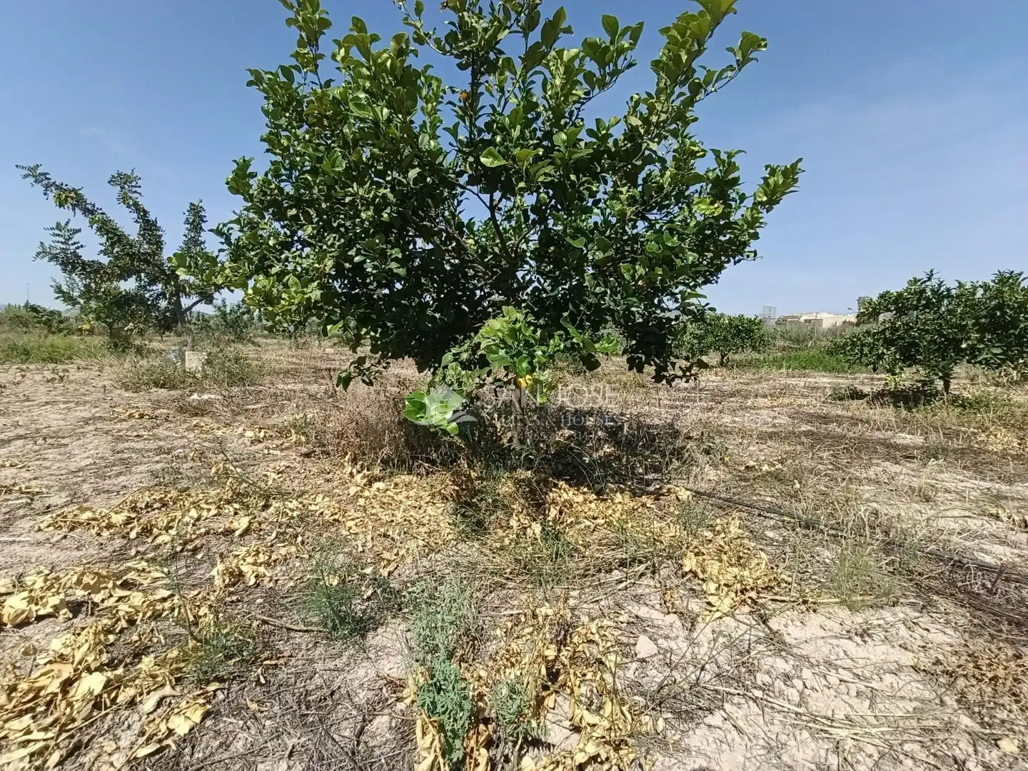 Rural land for sale in Novelda, imagen 7