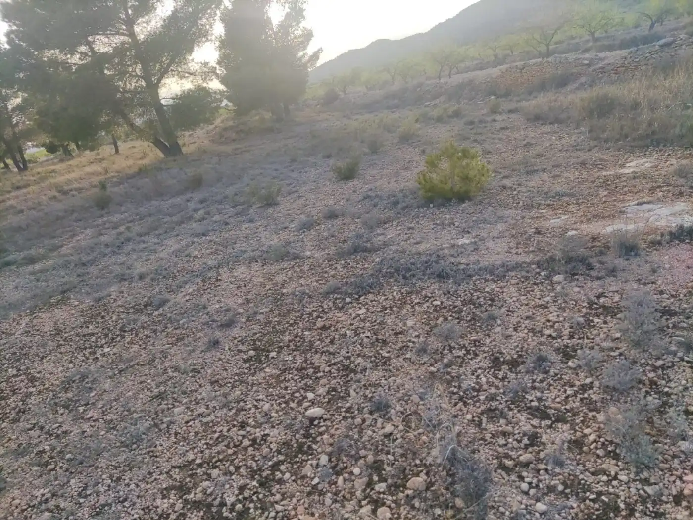 Terreno rústico en venta en El Pinós / Pinoso, imagen 2