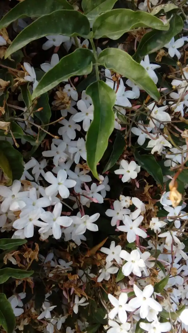 Jardín de Apartamento de alquiler en Vejer de la Frontera con Terraza