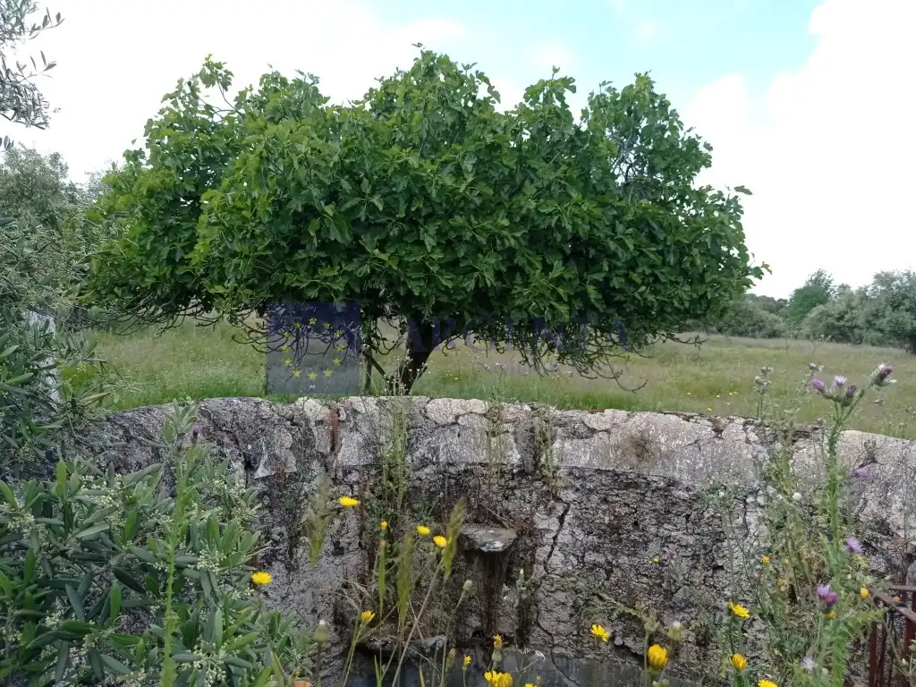 Houses for sale in Diseminados S Miguel, Alcántara
