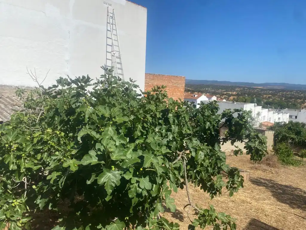 Houses for sale in Rosal de la Frontera
