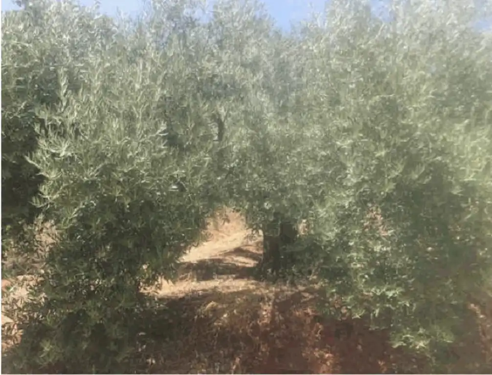 Terreni e lotti in vendita a Martos, imagen 3