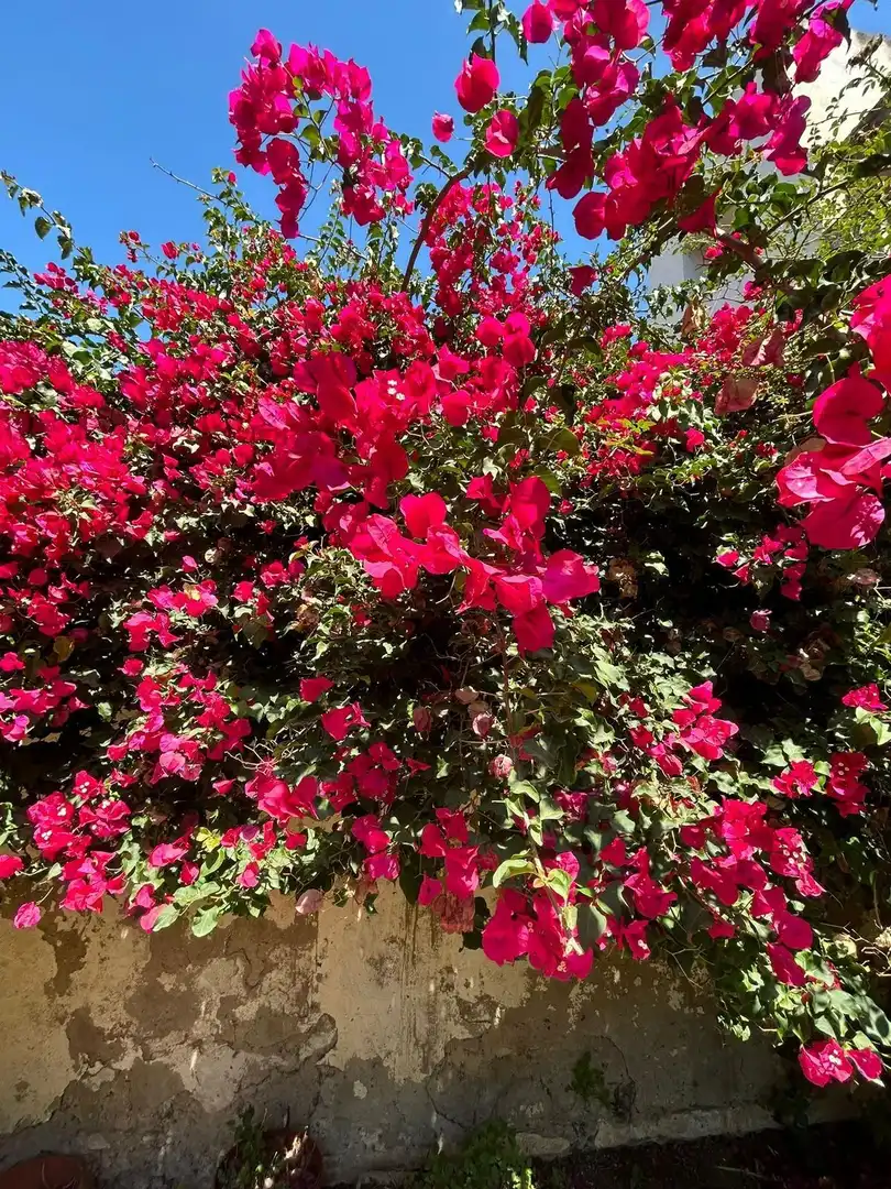 Jardí de Casa adosada en venda en Palamós amb Aire condicionat, Calefacció i Jardí privat