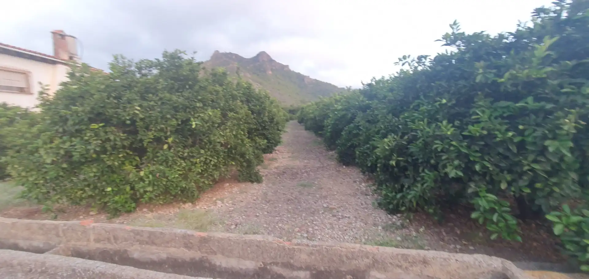Terreny rústic en venda a Camí Sanchis, imagen 12