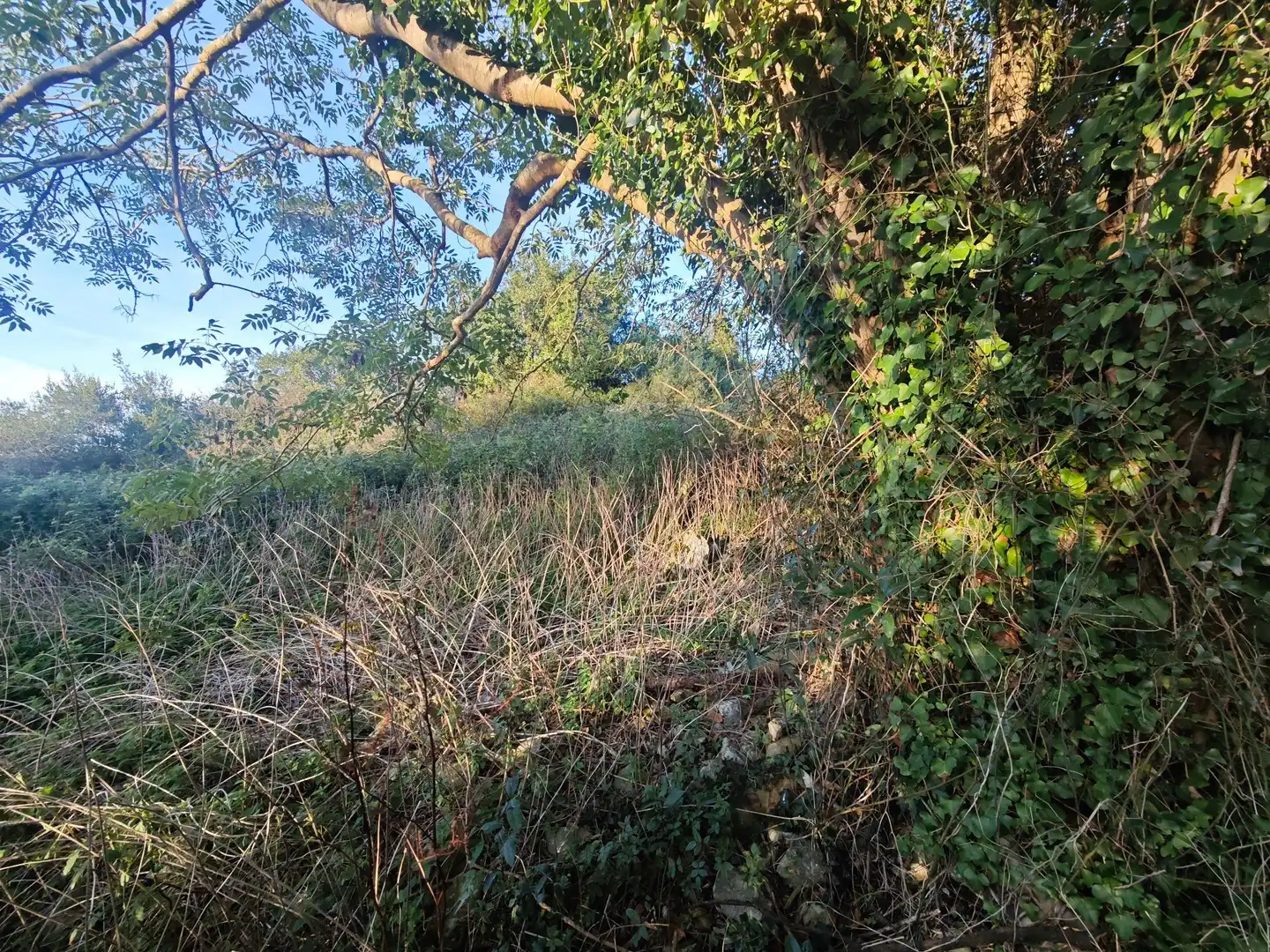 Terreno rústico en venta en Pría - Nueva-Hontoria - Naves, imagen 16