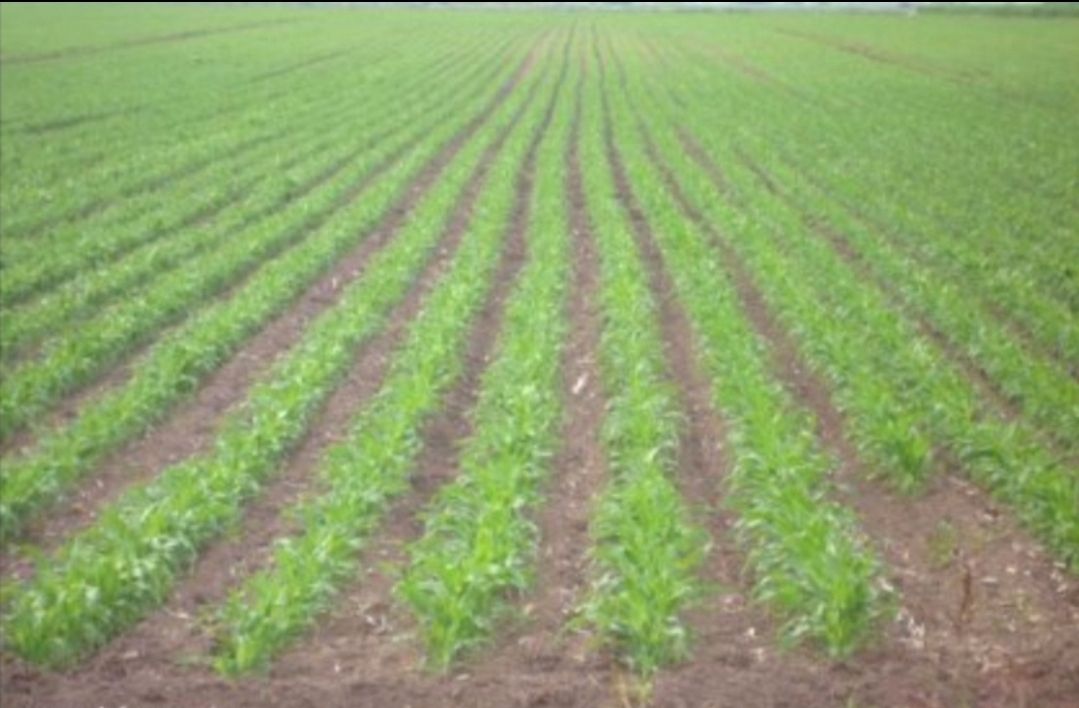 Terreno en venta en Villena