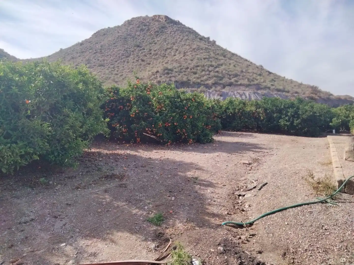 Terreny rústic en venda a Calabardina, imagen 6