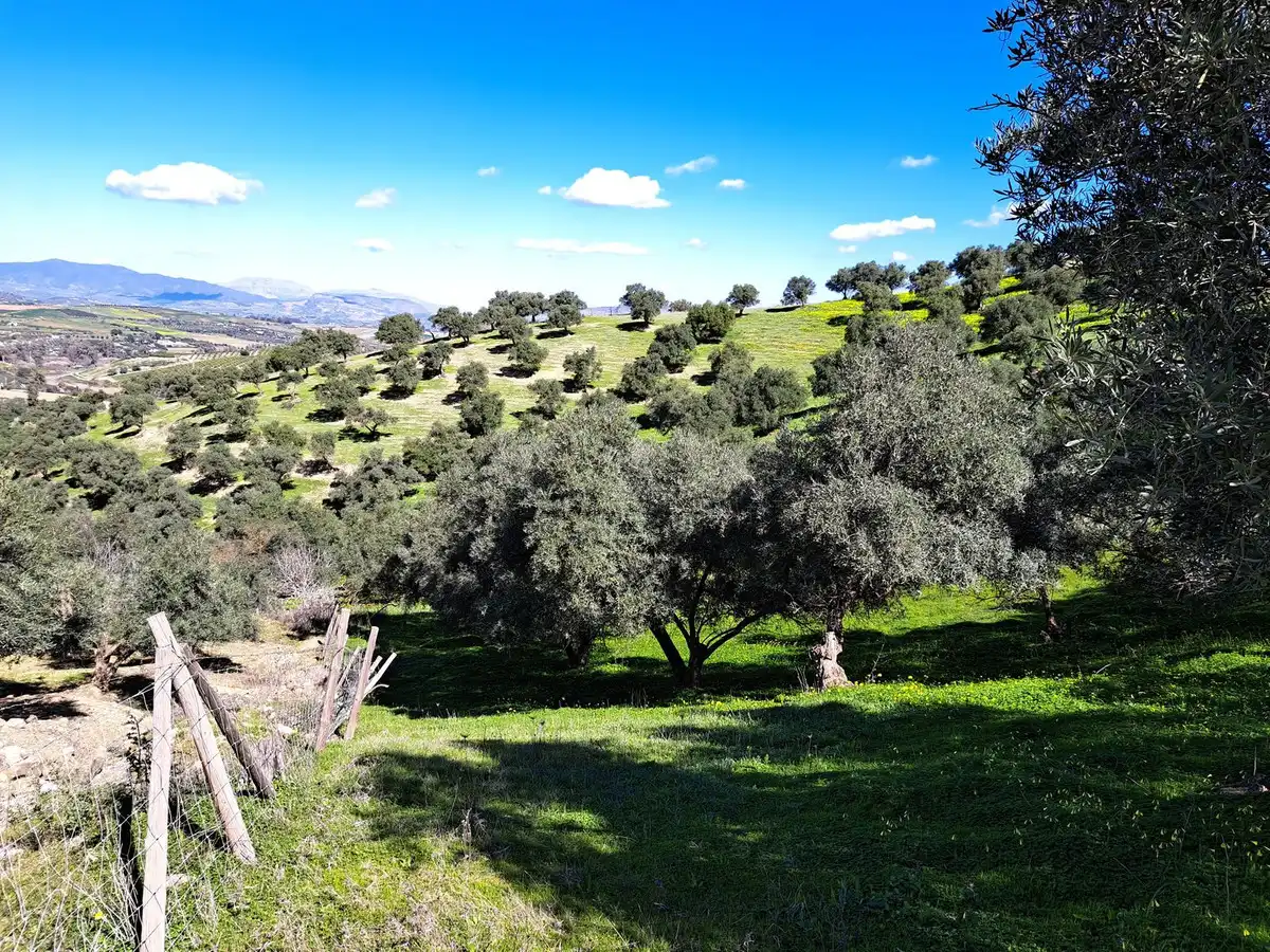 Terreni e lotti in vendita a Coín, imagen 24