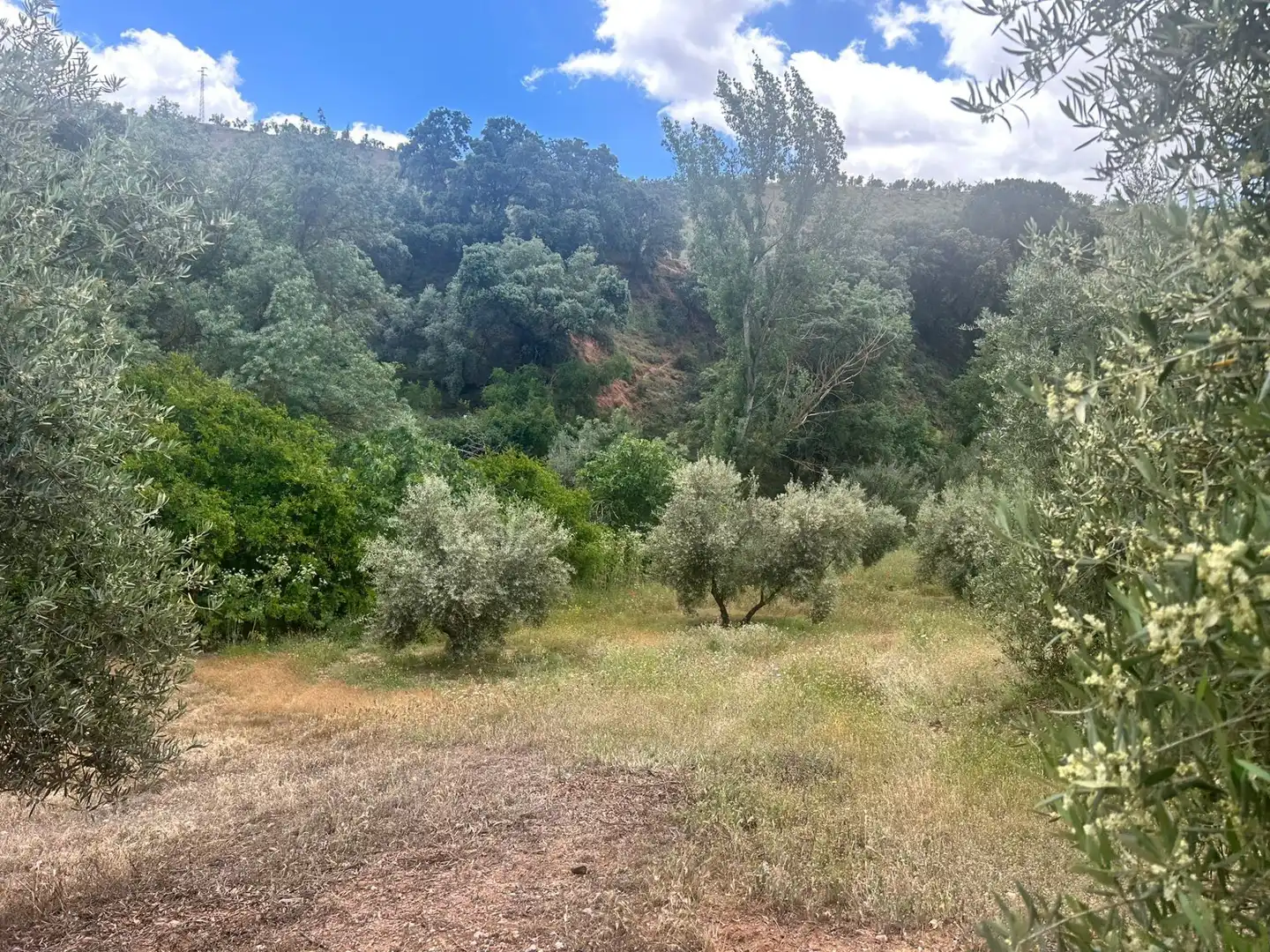 Terreno rustico in vendita a Calicasas, imagen 3
