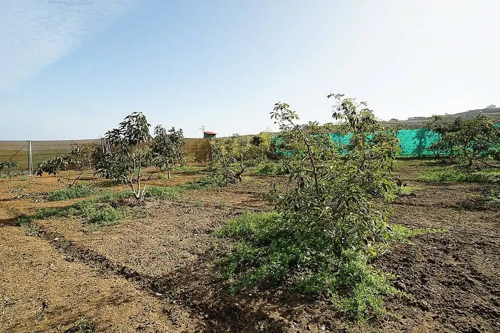 Finca rústica en venta en Camino DEHESA, 10, Santa María de Guía de Gran Canaria