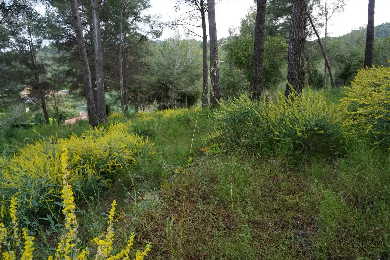 Terreno residenziale in vendita a Calle Ferreteries, imagen 11