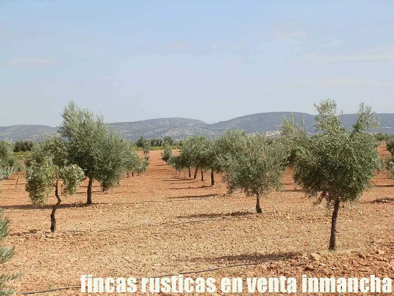 Terreno rústico en venta en Moral de Calatrava, imagen 24