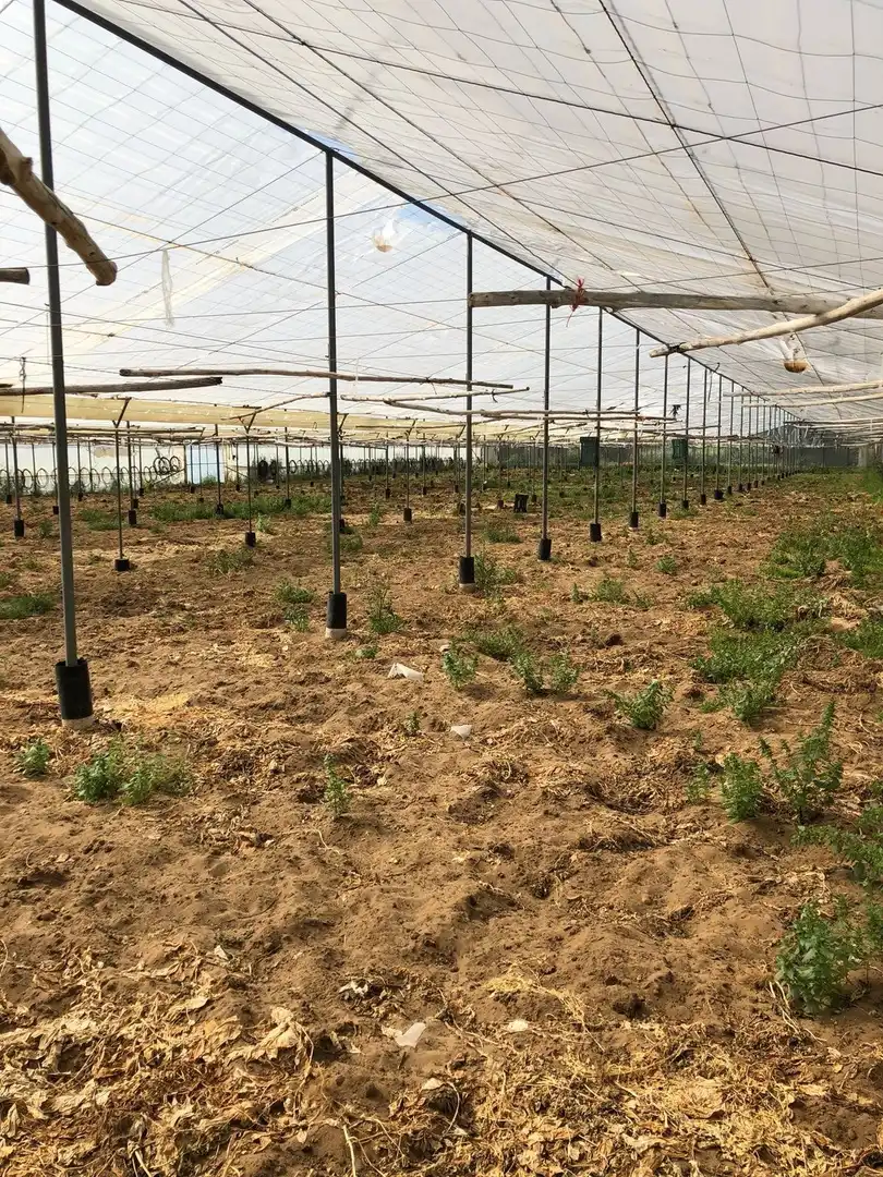 Terreni e lotti in vendita a Barbate ciudad, imagen 5