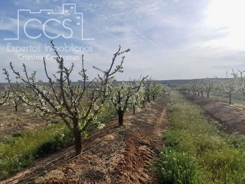 Terreno rústico en venta en Huévar del Aljarafe, imagen 9