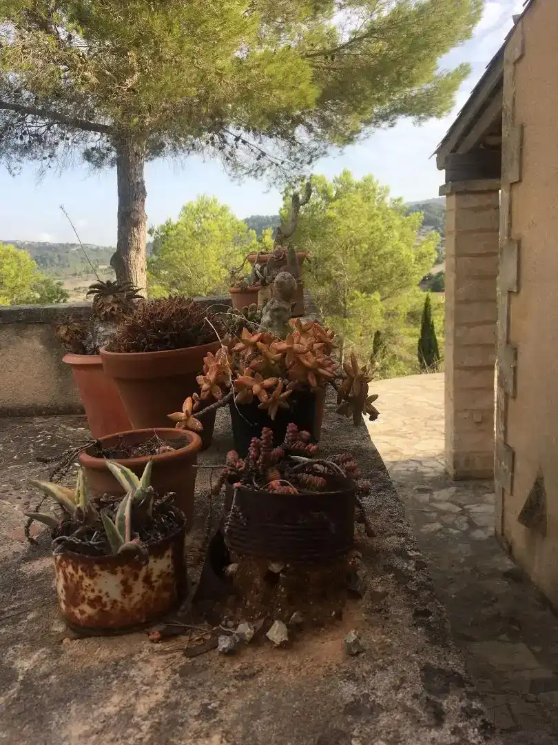 Garden of Country homes for rent in Manacor  with Swimming Pool