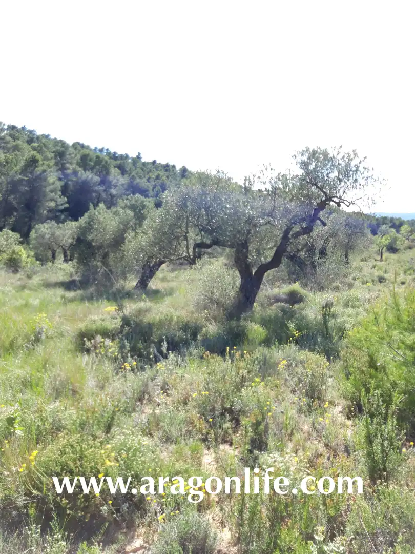 Rural land for sale in Gandesa, imagen 14