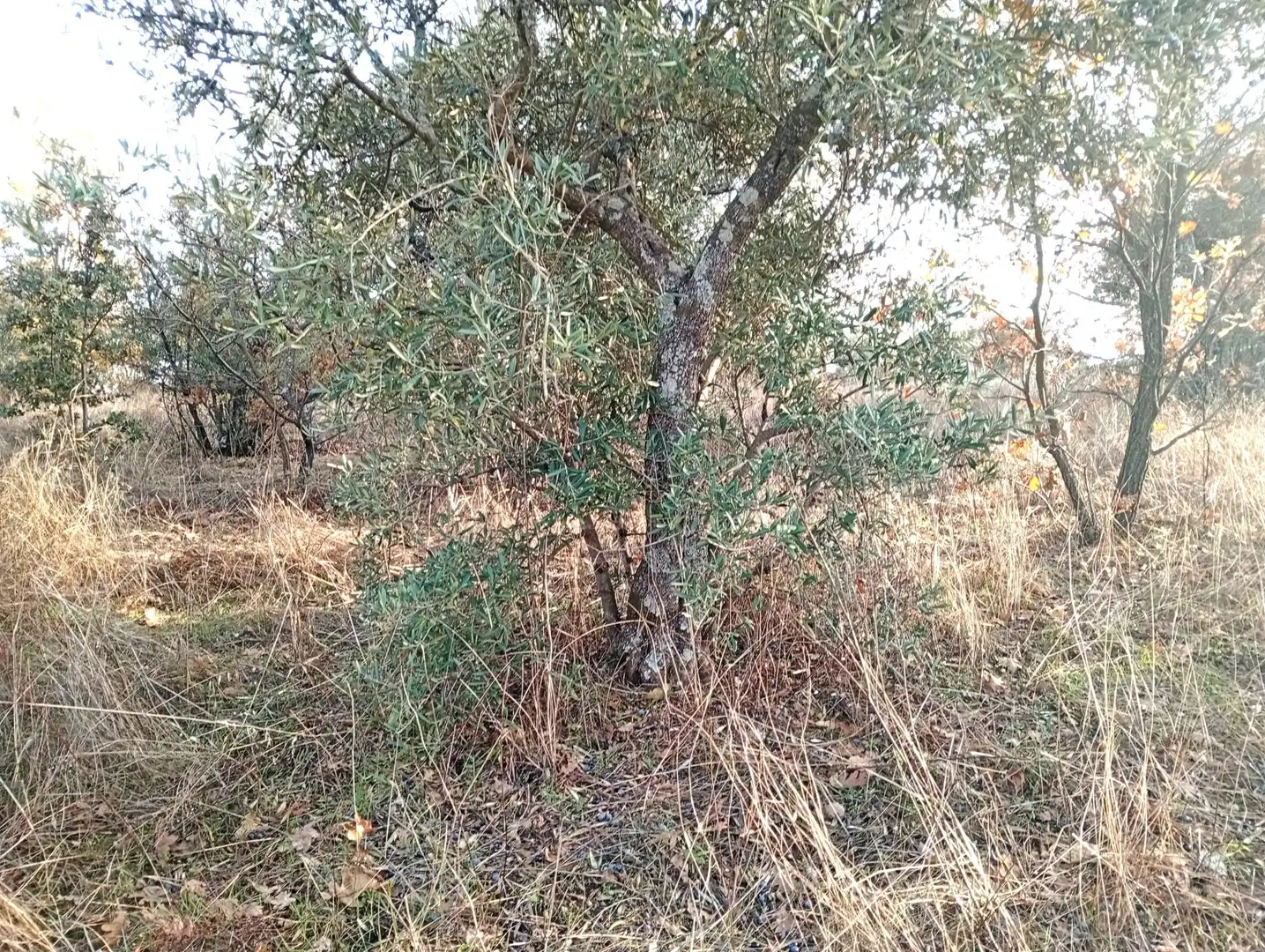 Terreni e lotti in vendita a Viandar de la Vera, imagen 12